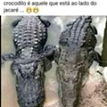 nov_crocodilo e jacaré.jpg